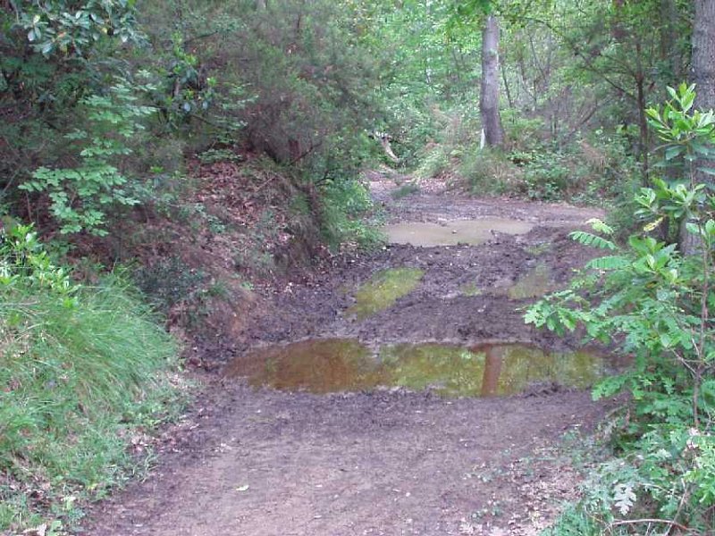 B16 Sentiero Le Polle.JPG - STERRATO DELLE POLLE